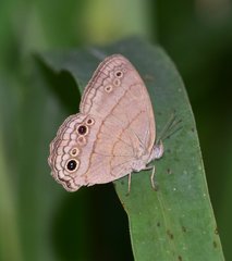 Cissia themis