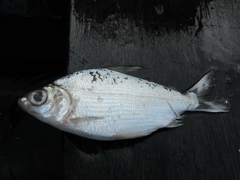 Characiformes
