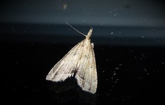Diplopseustis perieresalis