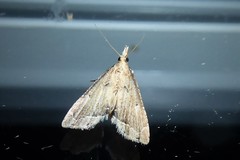 Diplopseustis perieresalis