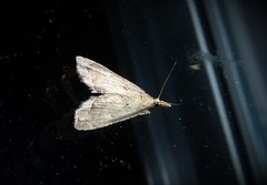 Diplopseustis perieresalis