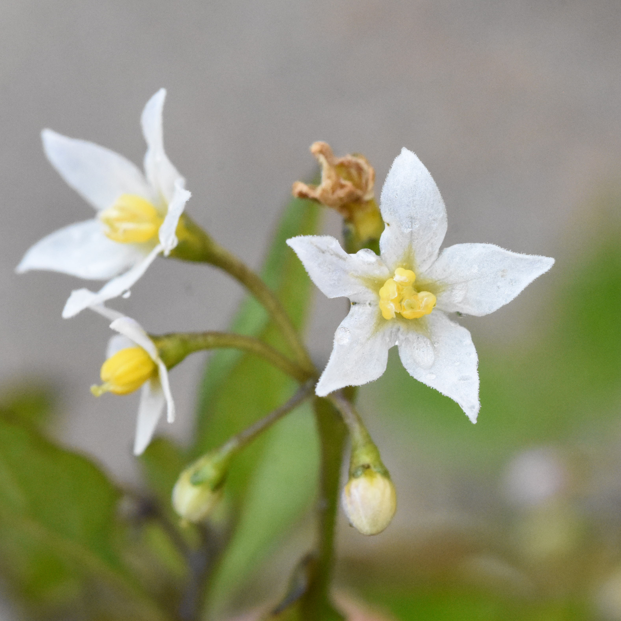 Maria-pretinha  Solanum americanum – Entre Plantas