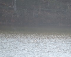 Podiceps auritus