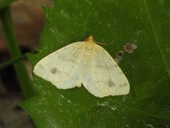 Macaria ribearia