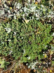 Pimelea pygmaea