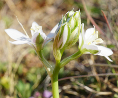 Ornithogalum comosum