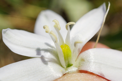Ornithogalum comosum