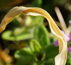 Ornithogalum comosum