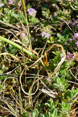 Ornithogalum comosum