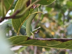 Cocytius antaeus