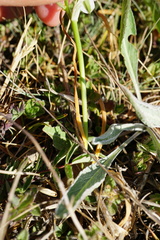 Ornithogalum comosum