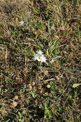 Ornithogalum comosum