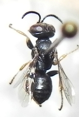 Miscophini