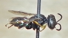 Miscophini