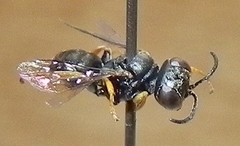 Miscophini