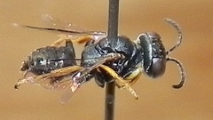 Miscophini