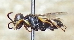 Miscophini