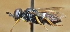 Miscophini