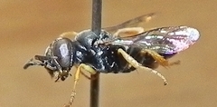 Miscophini