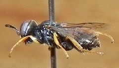 Miscophini