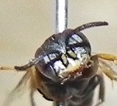 Miscophini