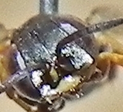 Miscophini