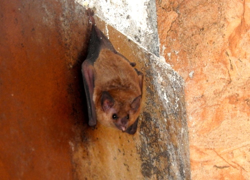 Glossophaga commissarisi