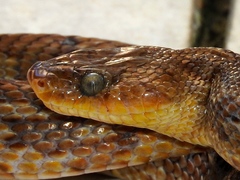 Trimorphodon paucimaculatus