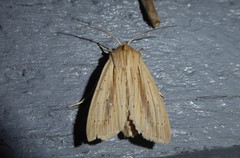 Ichneutica semivittata