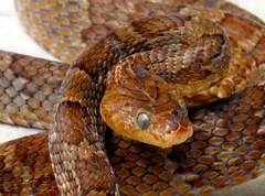 Trimorphodon paucimaculatus