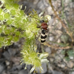 Chlorophorus trifasciatus