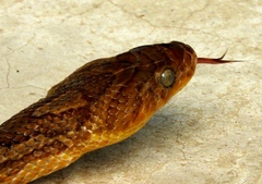 Trimorphodon paucimaculatus