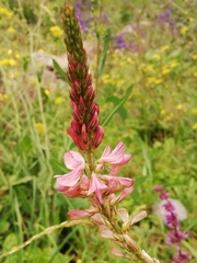 Onobrychis oxyodonta