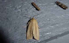 Ichneutica semivittata