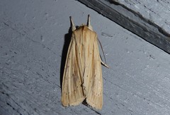 Ichneutica semivittata