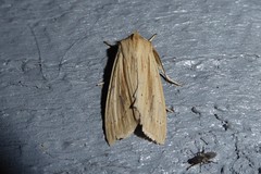 Ichneutica semivittata