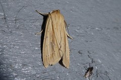 Ichneutica semivittata