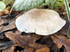 Clitocybe nebularis