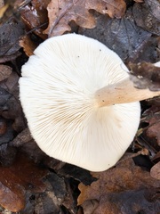 Clitocybe nebularis