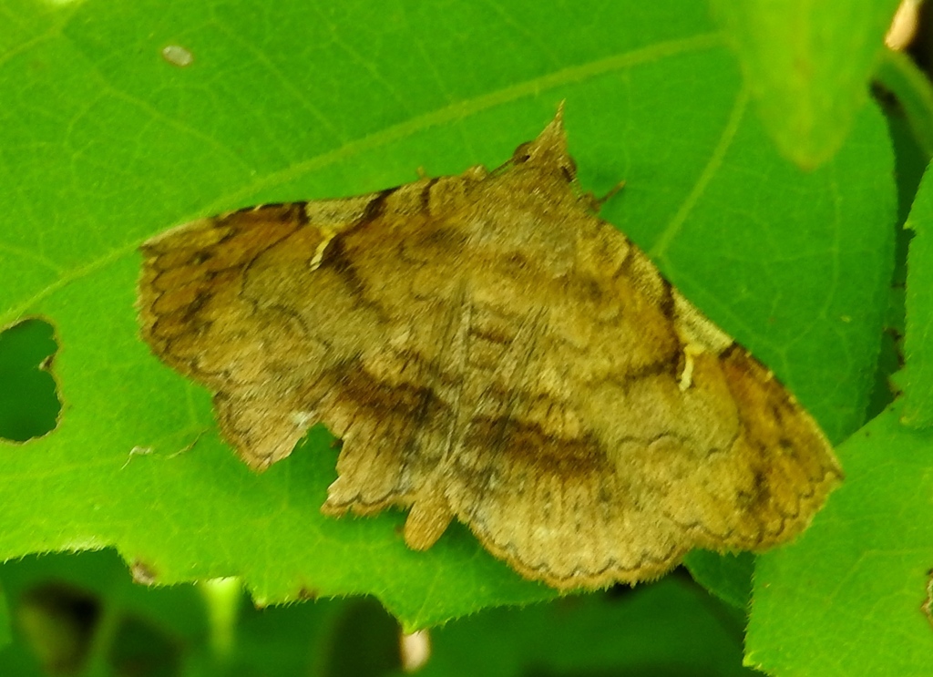 Azeta repugnalis