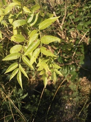 Sambucus australis
