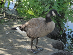 Branta canadensis parvipes