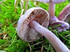 Inocybe pallidicremea