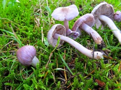 Inocybe pallidicremea