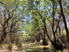 Eucalyptus raveretiana
