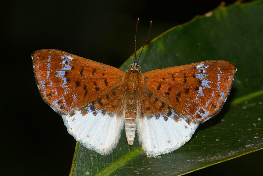 Pseudolivendula