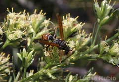 Polistes billardieri