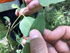 Eucalyptus raveretiana