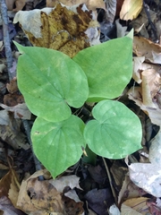 Dioscorea quaternata