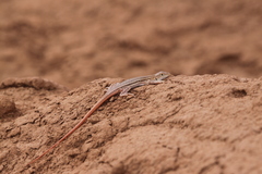 Acanthodactylus boskianus asper